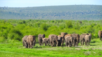 Feb 2018 Tau elephants march to water