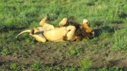 Feb 2018 Tau morning safari lion rolling vit D rays
