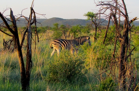 Feb 2018 Tau morning safari undercover zebra