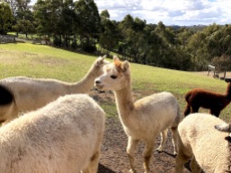 Alpaca pretty face Omaru Aug 2018