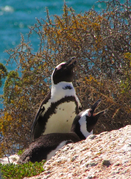 Cape Town Boulders Bch African penguins bushes Feb 2019