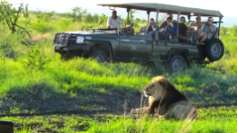 Feb 2018 Tau safari lion vehicle Tilly Dix