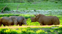 Feb 2018 Tau white rhino standoff at water